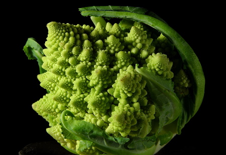 Plants 7 Bg 082104