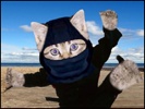 Ninja Kitten